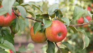 Sprawdź, który owoc wiąże się z twoim miesiącem urodzenia. Fot. brizmaker/Canva Pro