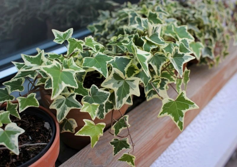 Bluszcz pięknie prezentuje się w doniczce.