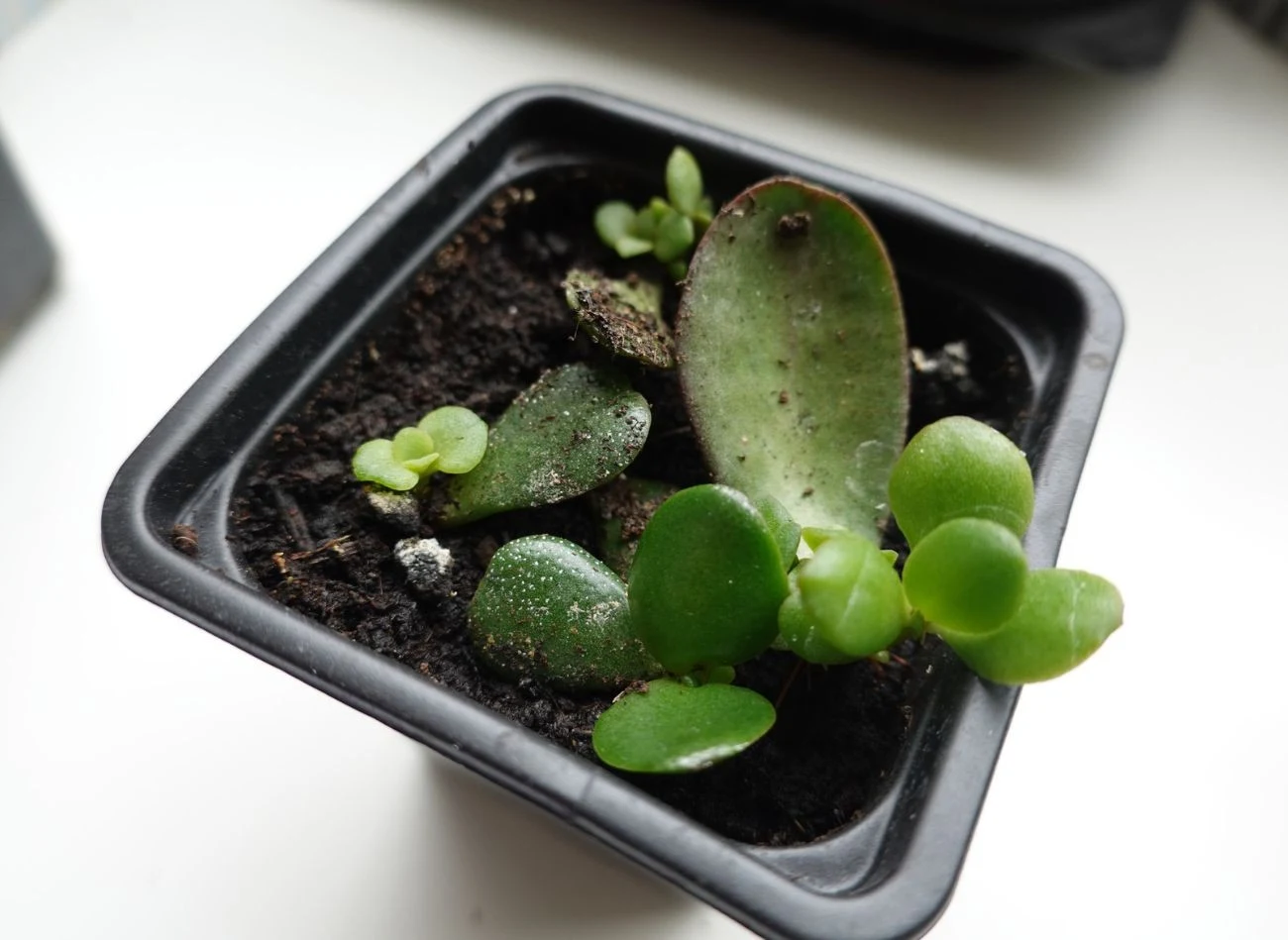 Zdrowy liść grubosza jajowatego powinien wytworzyć nowe sadzonki po ok. 2-8 tygodniach.