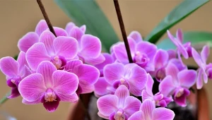 Jak uprawiać miniaturowego storczyka? Przyda się domowa odżywka na kwitnienie.