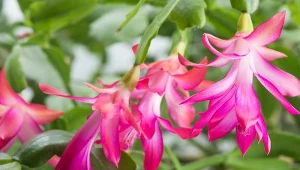 Szlumbergera jako epifit nie znosi przelania, ale też nie toleruje całkowitego przesuszenia.