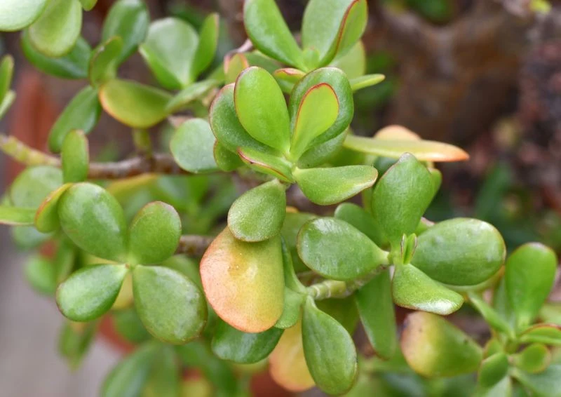 Drzewko pieniędzy jest często hodowane w polskich domach.