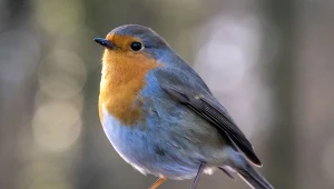 Jak zaprosić rudzika do ogrodu na cały rok? Warto posadzić w nim odpowiednie rośliny.