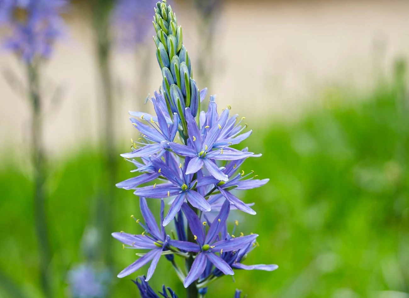 Kamasja przyciąga do ogrodu m