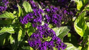 W styczniu warto wysiać heliotrop peruwiański, jeden z piękniejszych kwiatów w ogrodzie.