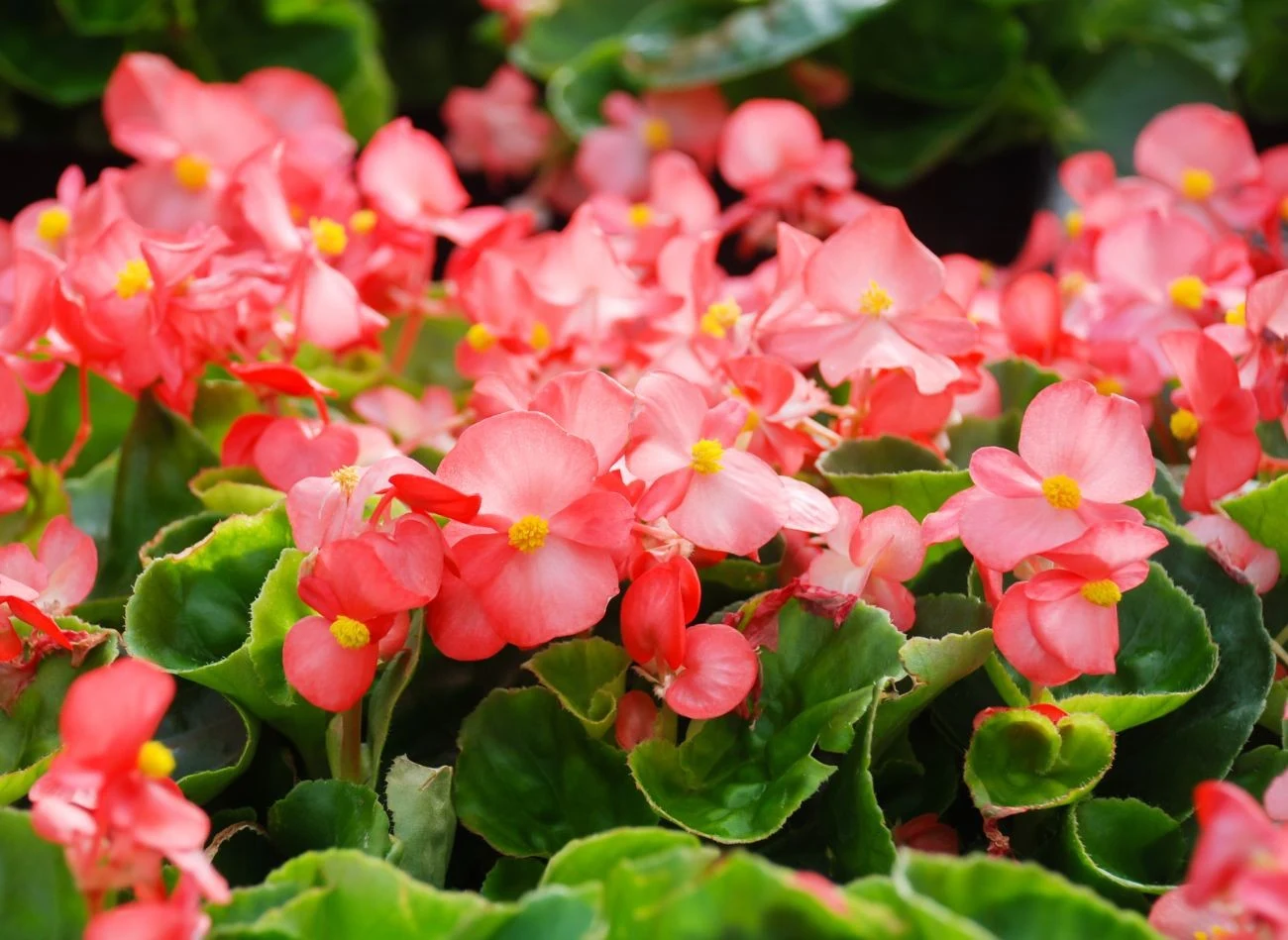 Begonia stale kwitnąca ma długi okres kiełkowania, dlatego warto wysiać ją w styczniu na rozsadę