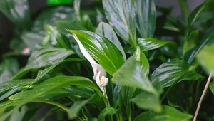 Jeśli odpowiednio zadbasz o skrzydłokwiat,  będzie kwitł przez cały rok.