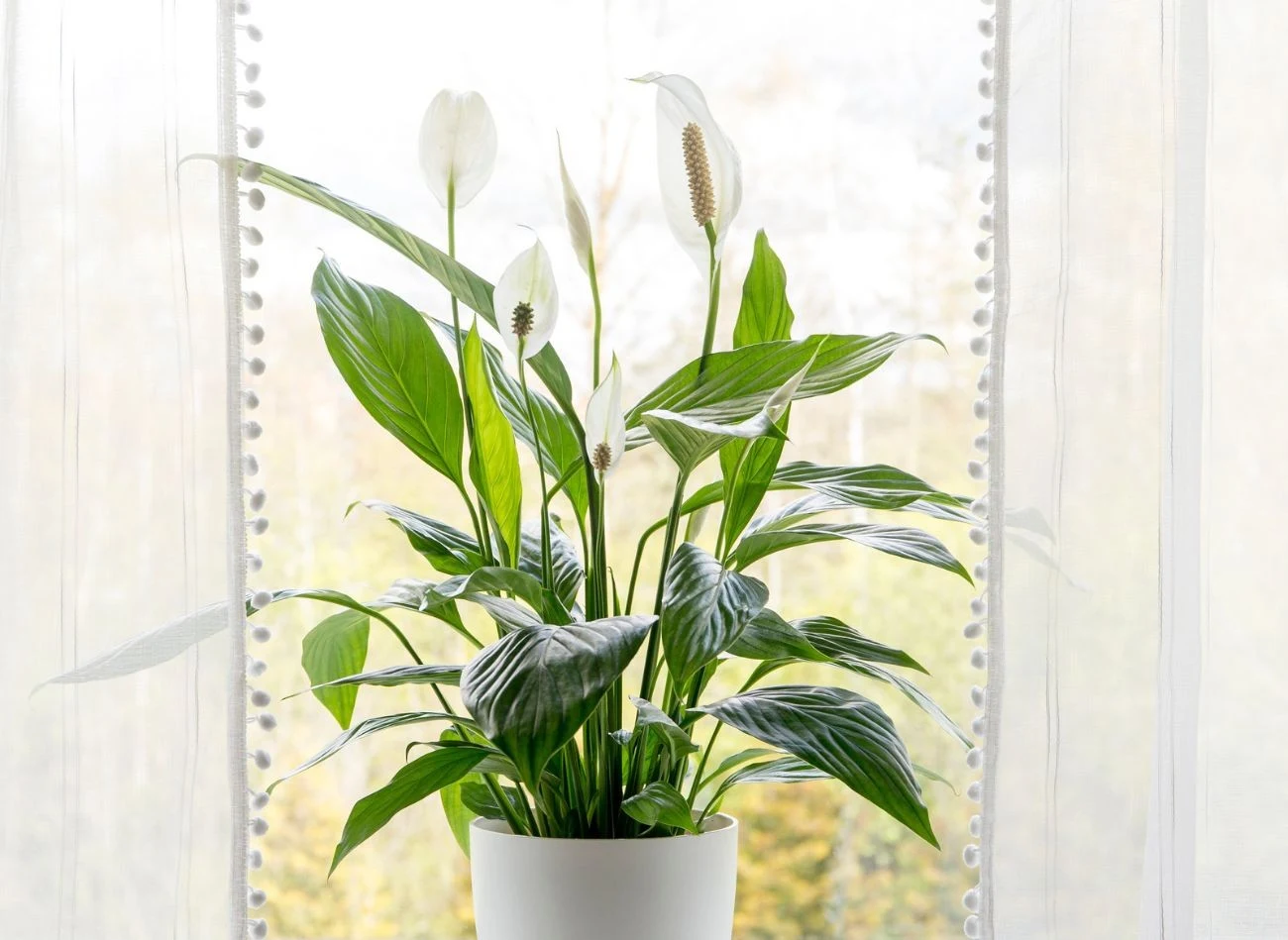 W uprawie skrzydłokwiatu bardzo ważne okazuje się jego nawożenie.