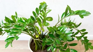 Dlaczego pędy zamiokulkasa zaczynają opadać? Przyczyn może być kilka.