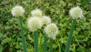 Zapomniane warzywa, np. czosnek dęty, mogą odmienić twój ogród.