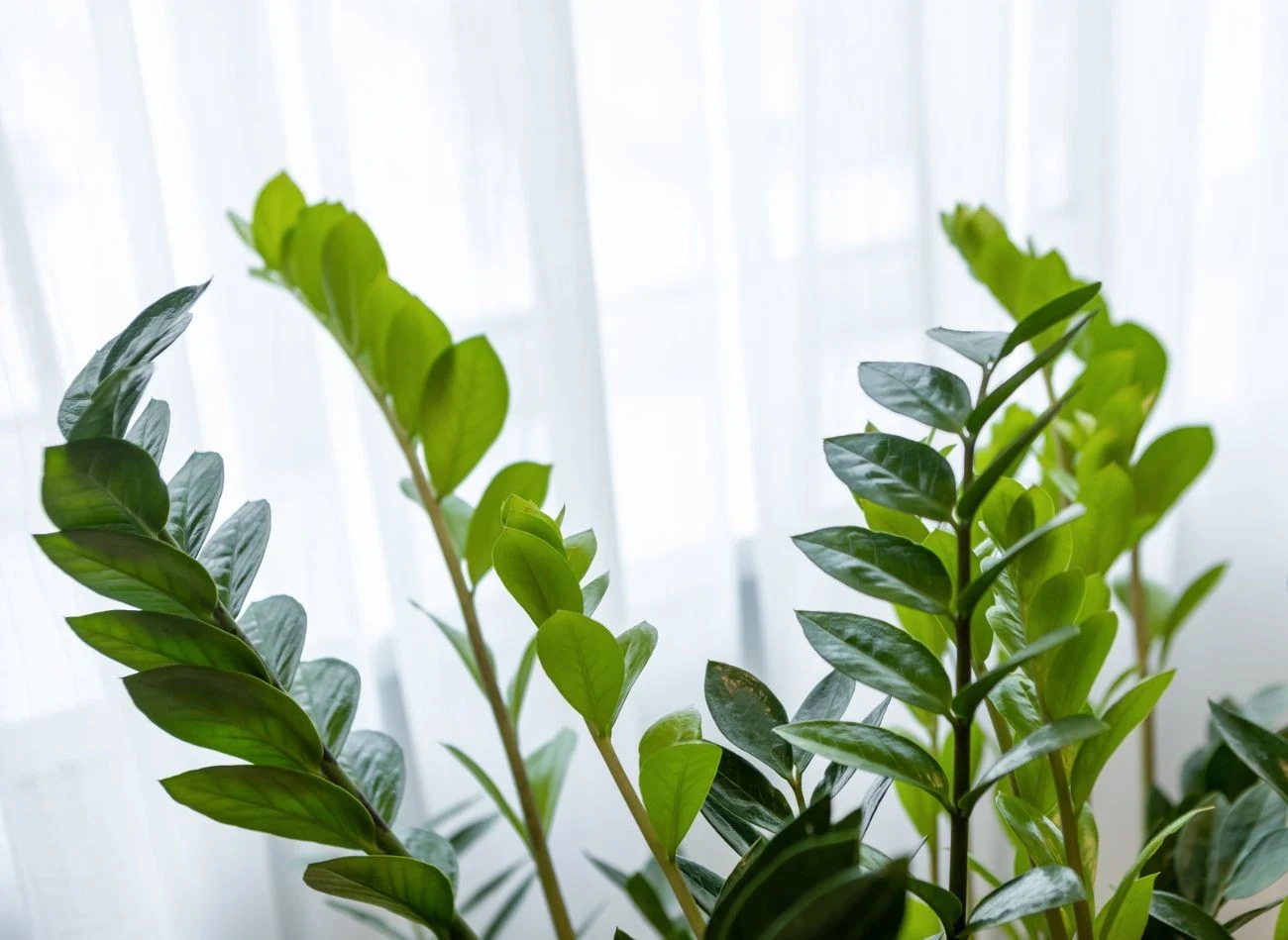 Zamiokulkas szczególnie równo rośnie w miejscu z rozproszonym światłem, które dociera z każdej strony rośliny