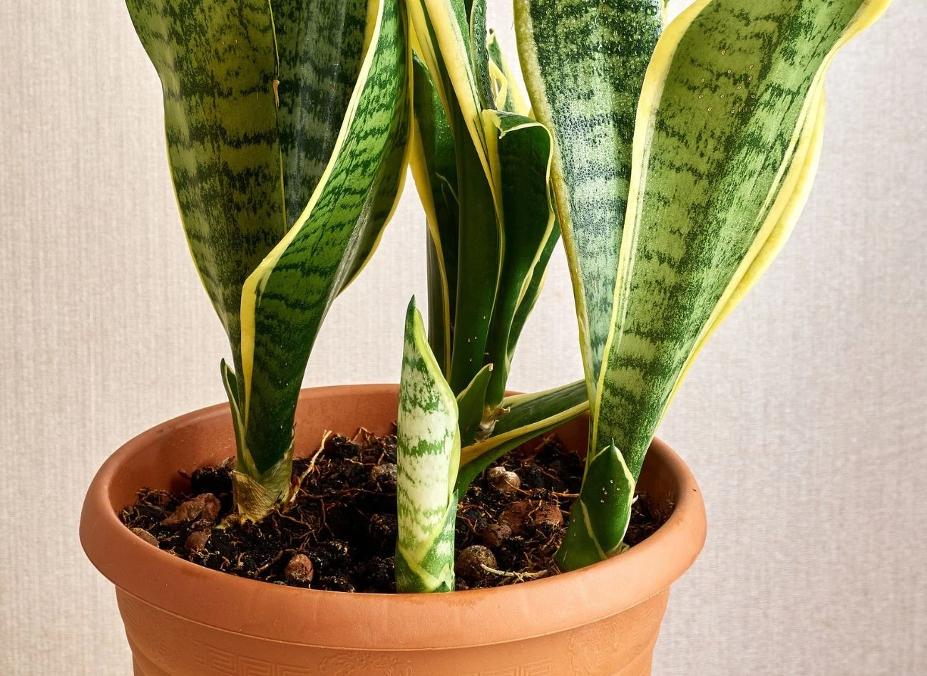 Sansewieria najlepiej rośnie na stanowisku z dużą ilością rozproszonego światła