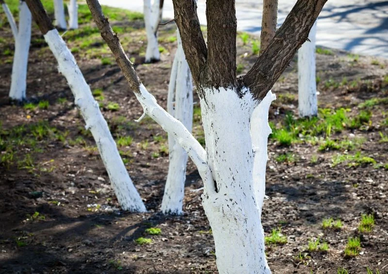 Bielenie drzew w styczniu zabezpieczy je przed mrozami w lutym i marcu.