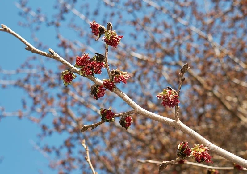Kwiaty parocji perskiej są bardzo oryginalne, bo nie mają płatków.