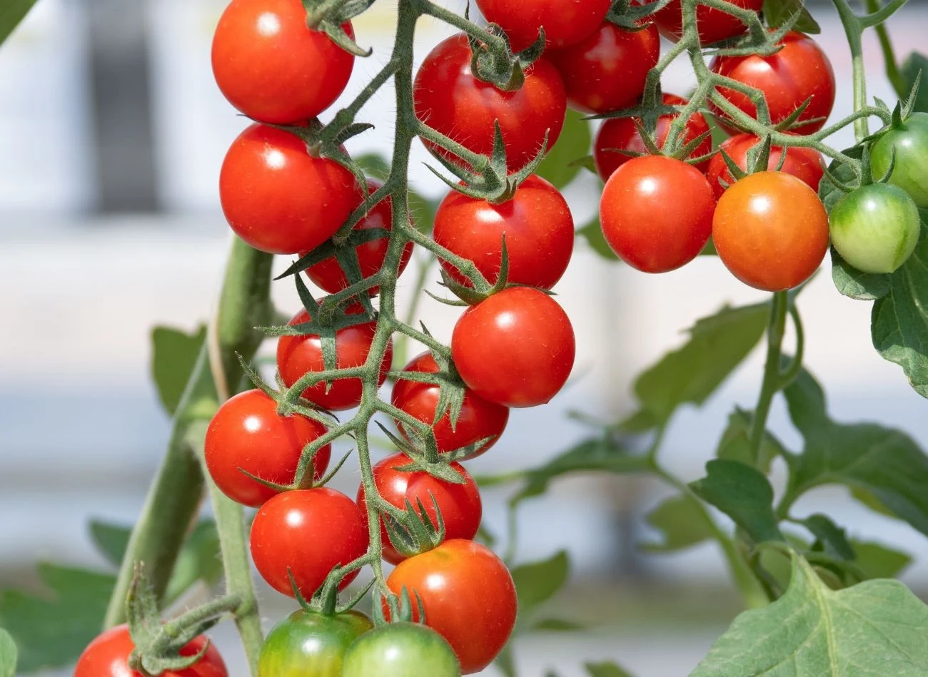 Do uprawy na balkonie najlepiej wybrać odmiany koktajlowe lub karłowe.