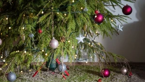Jak pielęgnować żywą choinkę, by igły szybko nie opadły?