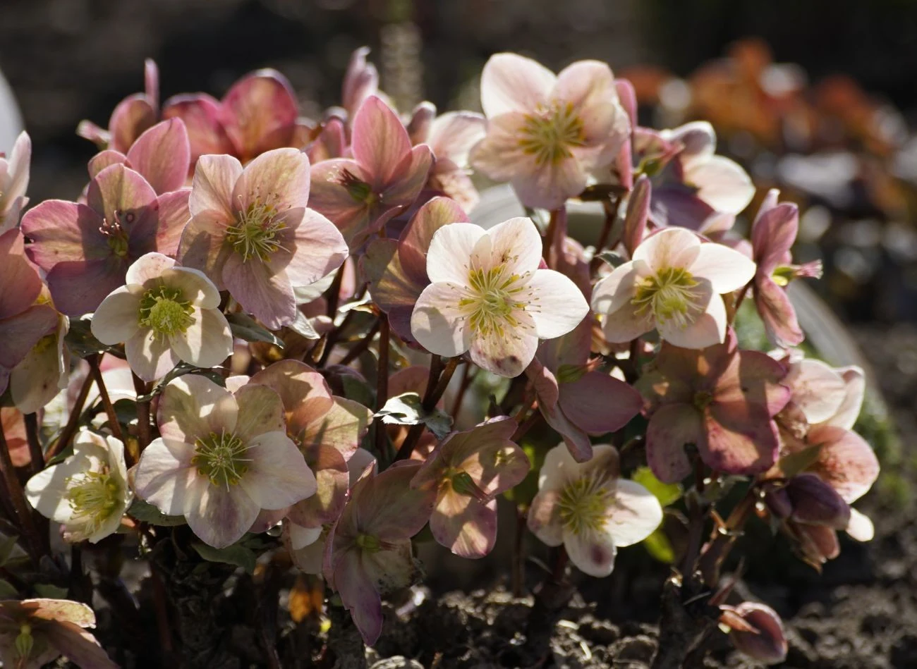 Ciemierniki to najpiękniejsze kwity, które kwitną zimą w ogrodzie.
