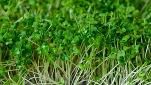 Uprawa kiełków jest prosta, a dostarczy ci świeże warzywa nawet w środku zimy.