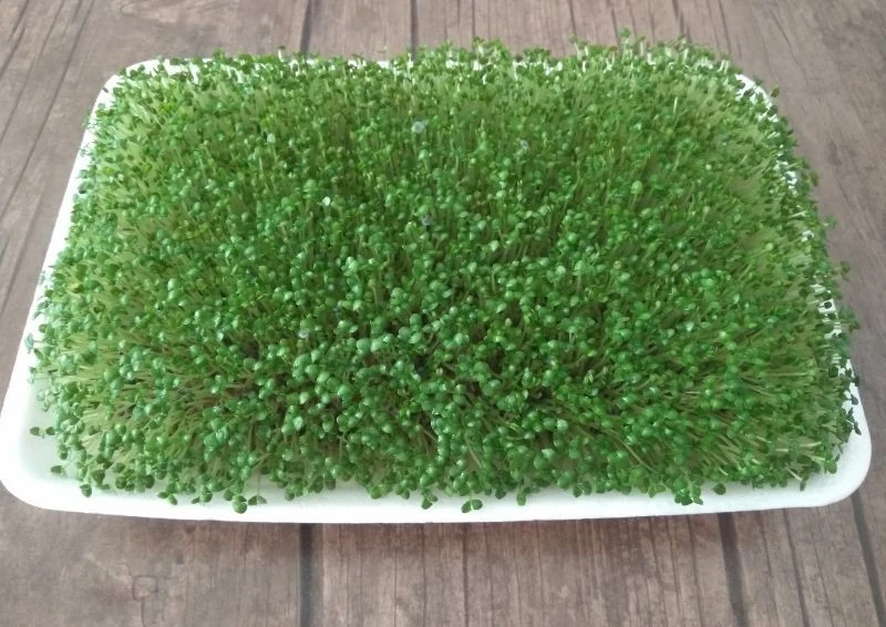 Uprawa kiełków zapewni ci witaminy przez całą zimę.