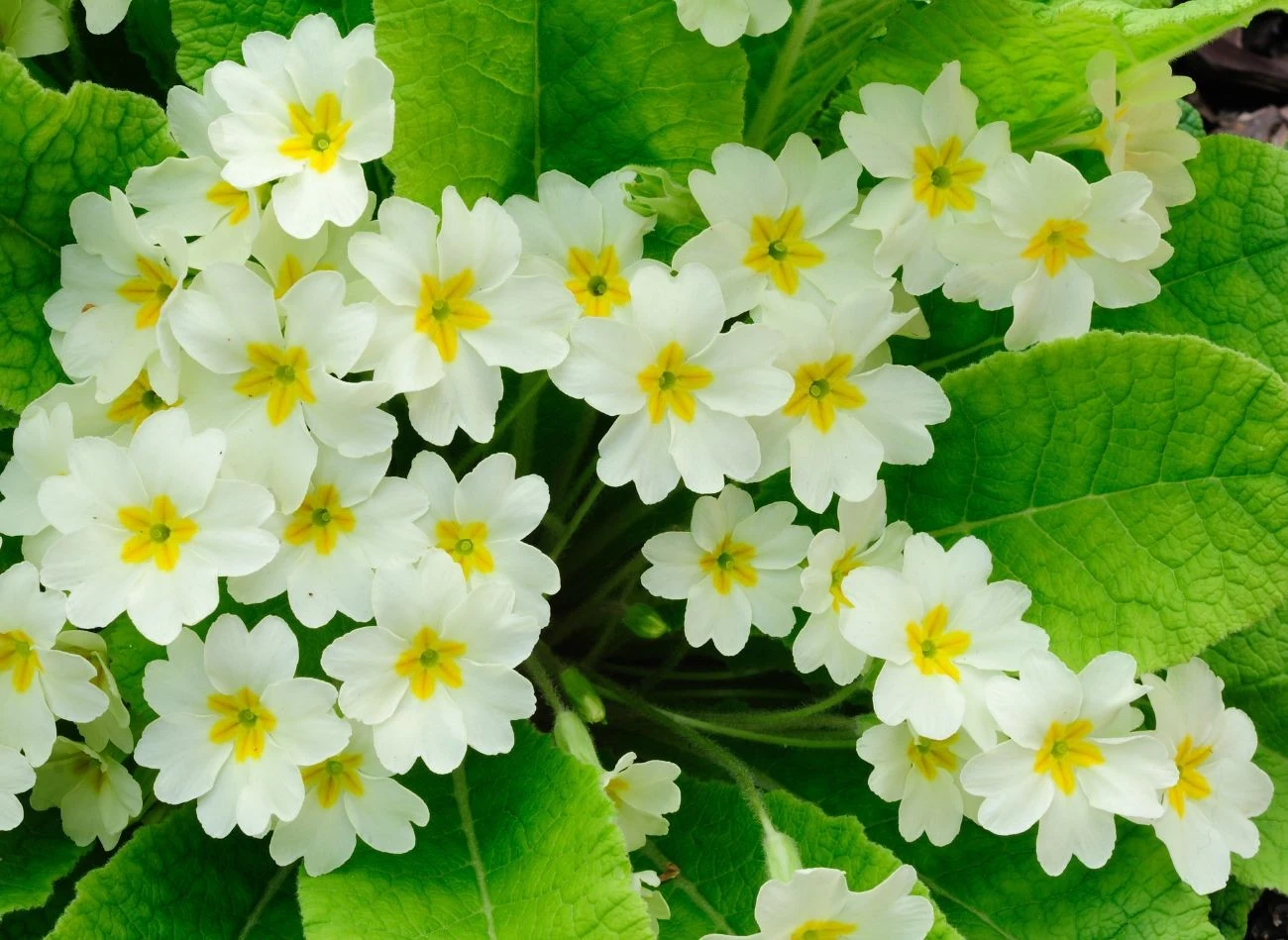 Nasiona pierwiosnka można wysiewać już w styczniu.