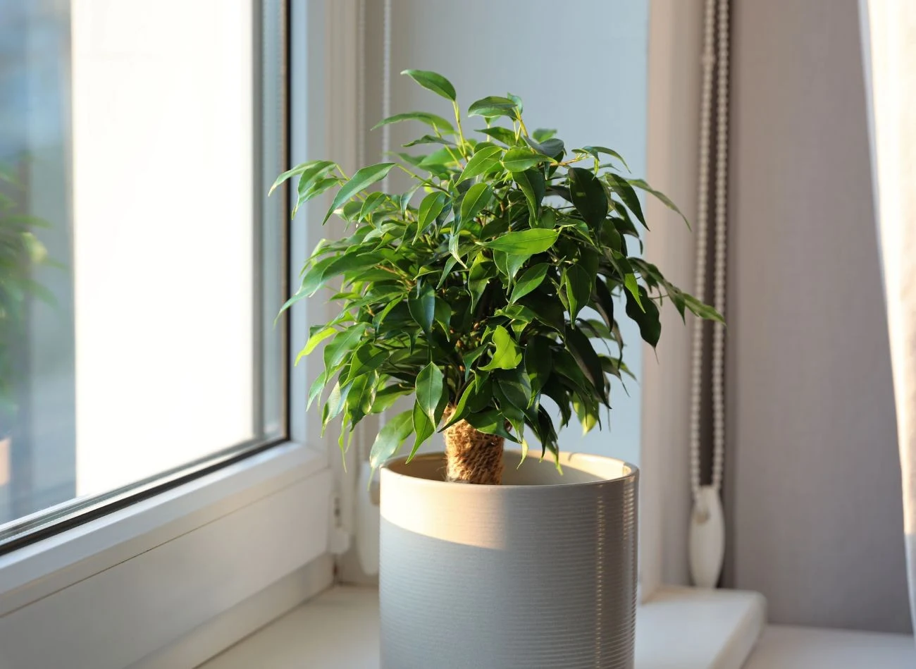 Fikusy źle znoszą wszelkie zmiany w swoim otoczeniu – najbardziej jest wrażliwy fikus benjamina