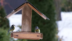 Jak często trzeba czyścić karmnik ptaków, aby im nie zaszkodzić?