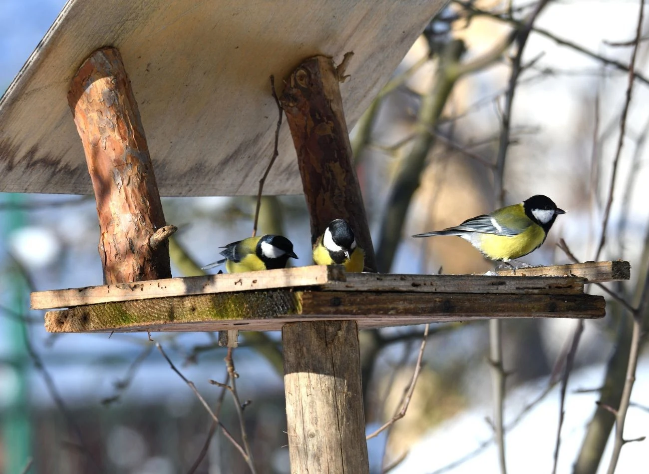 Konstrukcja krmnika dla powinna ułatwiać jego dokłade czyszczenie – np