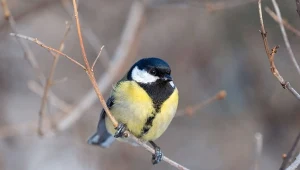 Jak dokarmiać ptaki zimą?