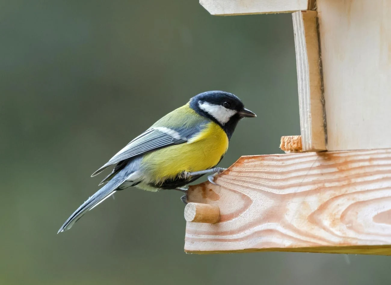 Karmnik dla ptaków powinien być solidny, dlatego najczęściej zaleca się wybór drewnianej konstrukcji