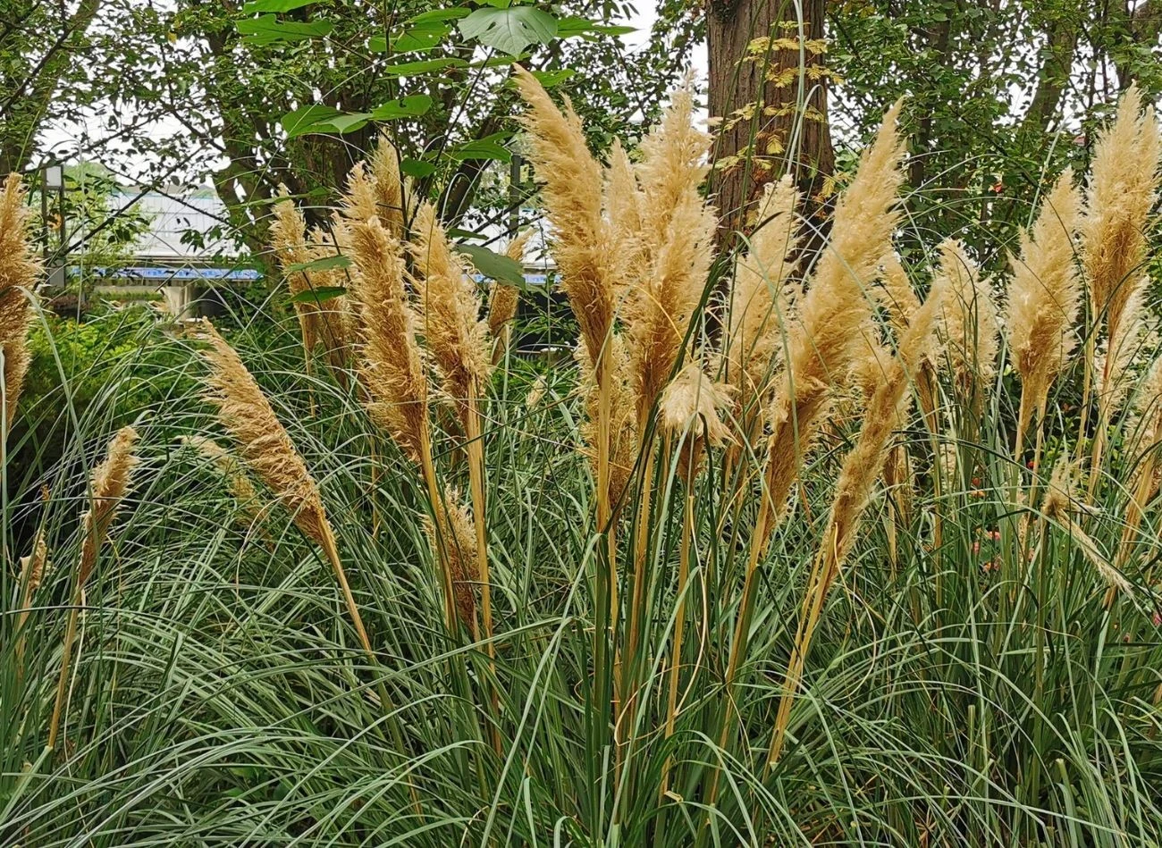 Miskant chiński tworzy gęste, zwiewne zasłony sięgające nawet 2 metrów.
