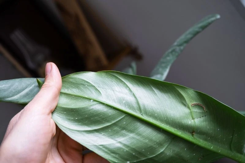 Aby rozpoznać szkodnika, warto zajrzeć na spodnią stronę liści rośliny