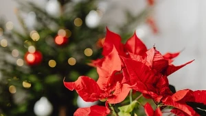 Ciekawy QUIZ o świątecznych roślinach doniczkowych
