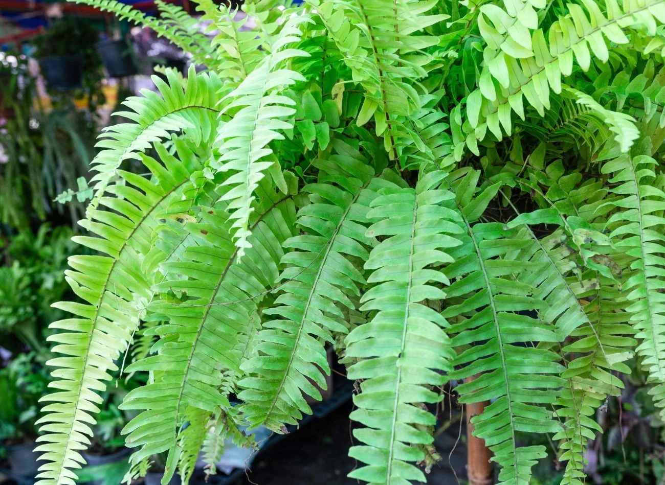 Jedną z roślin, która w naturalny sposób poprawia jakość powietrza w domu, jest paproć.