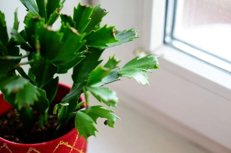 Nawilżacz powietrza przyda się zimą przy roślinach domowych takich jak grudnik.