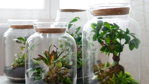 Taki las w słoiku możesz przygotować samodzielnie w domu. Fot. qnula/Canva Pro