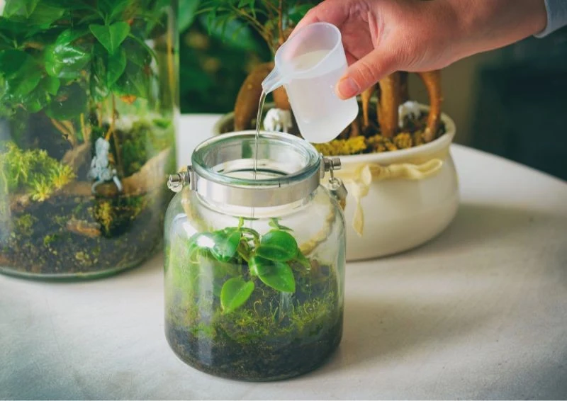 By twój las w słoiku pięknie wyglądał, musisz go odpowiednio pielęgnować.