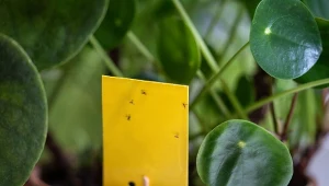 Ziemiórki to czarne muszki , które latają nad ziemią naszych domowych roślin doniczkowych.