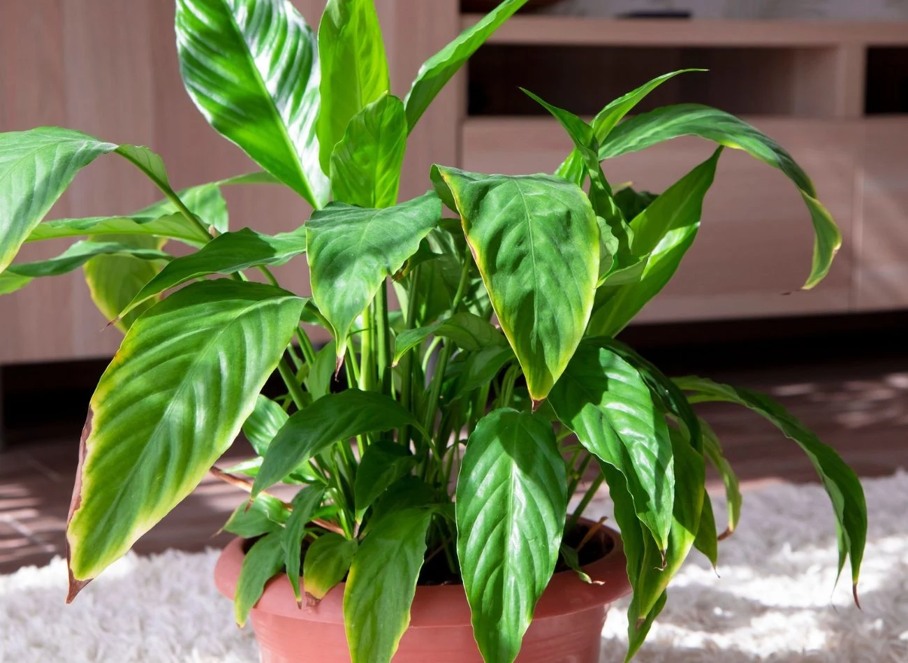 Ziemiórki żywią się martwą materią organiczną, ale gdy zabraknie im pokarmu, zaczynają podgryzać korzenie roślin