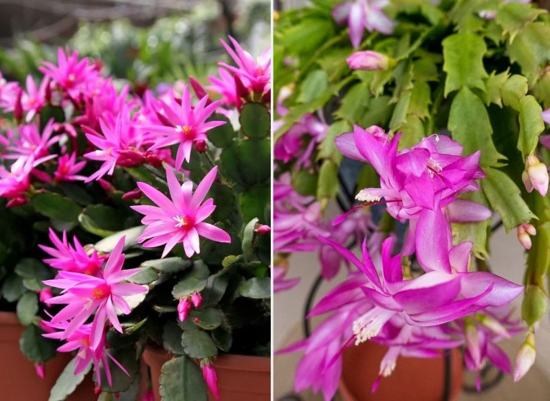 Kwiaty kaktusa wielkanocnego (z lewej) wyglądają inaczej niż grudnika (z prawej)