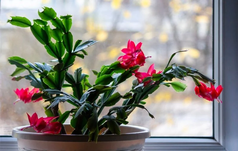 Co zrobić, żeby grudnik zakwitł