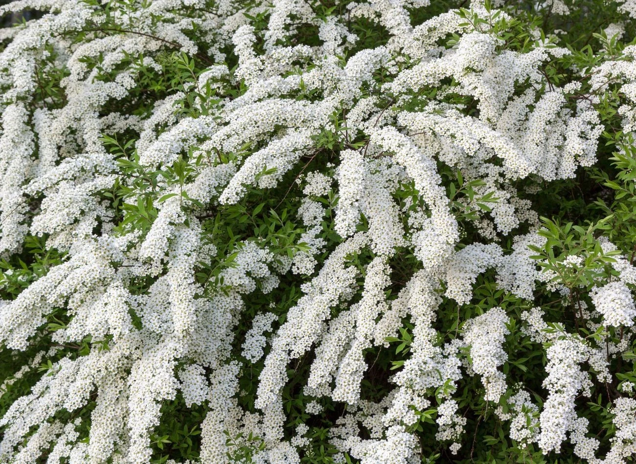 Tawułę wiosenną najlepiej przycinać tuż po kwitnieniu.