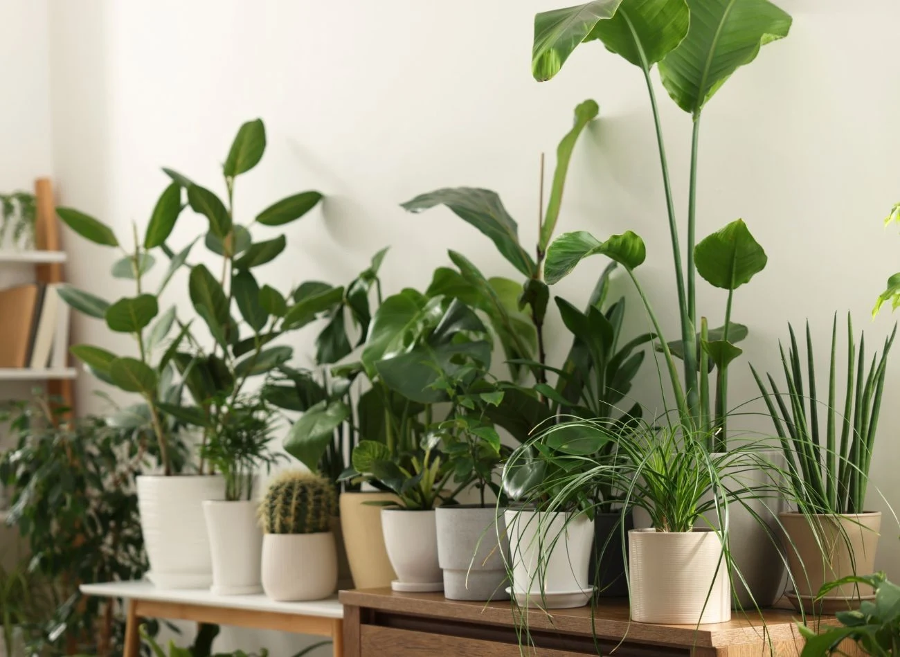 Na prezent dla miłośników roślin sprawdzą się także doniczki i osłonki na rośliny