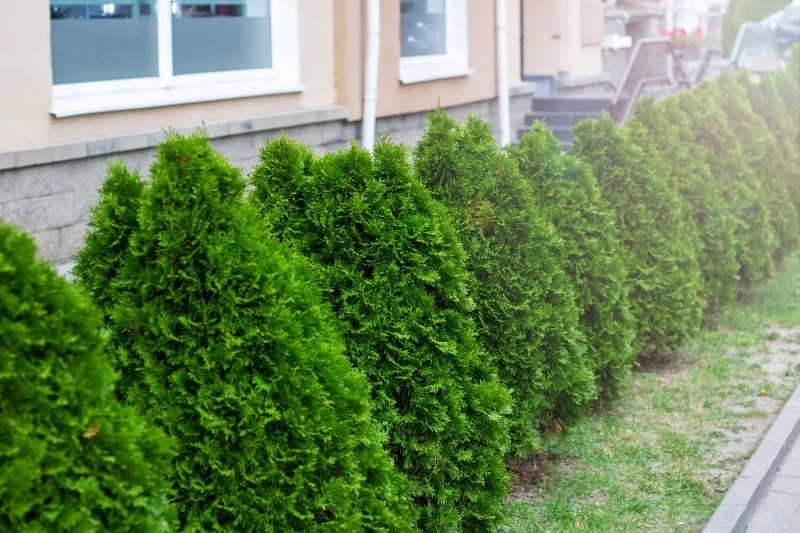 Oprysk solą Epsom dostarczy tui niezbędnego dla niej magnezu