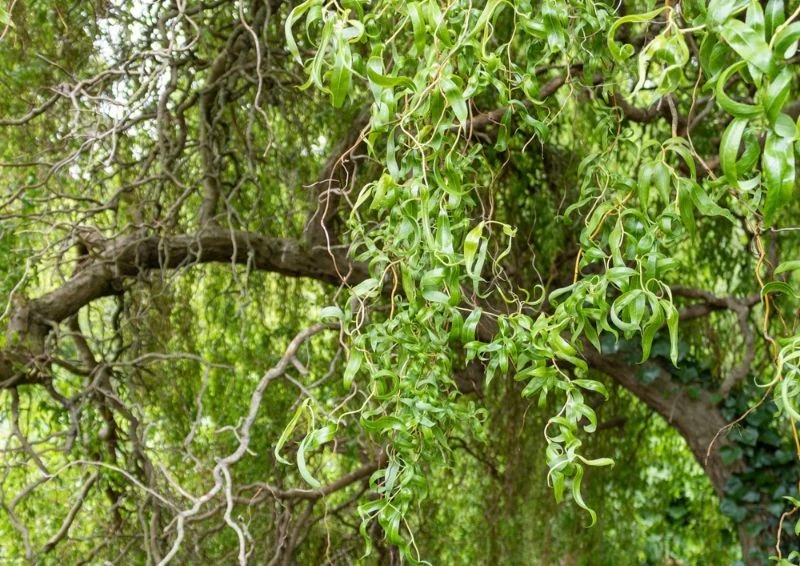 Wierzba mandżurska wyróżnia się swoimi poskręcanymi pędami.