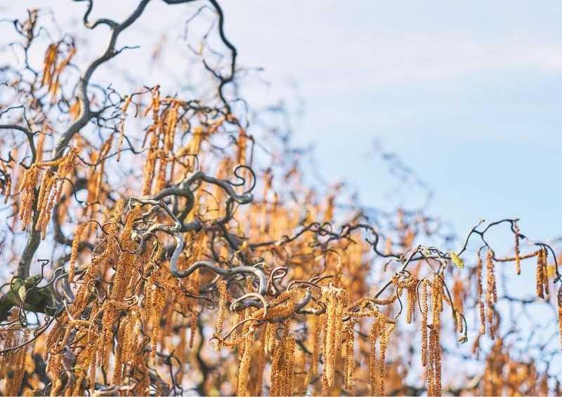Nawet po przekwitnięciu wierzba mandżurska wygląda efektownie.