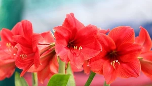 Zwartnica, często nazywana amarylisem, jest jedną z najpiękniejszych bożonarodzeniowych roślin doniczkowych.