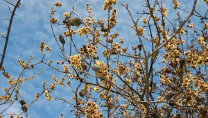 Jak sama nazwa wskazuje, zimokwiat wczesny pokrywa się kwiatami bardzo wcześnie – niekiedy jeszcze zimą.