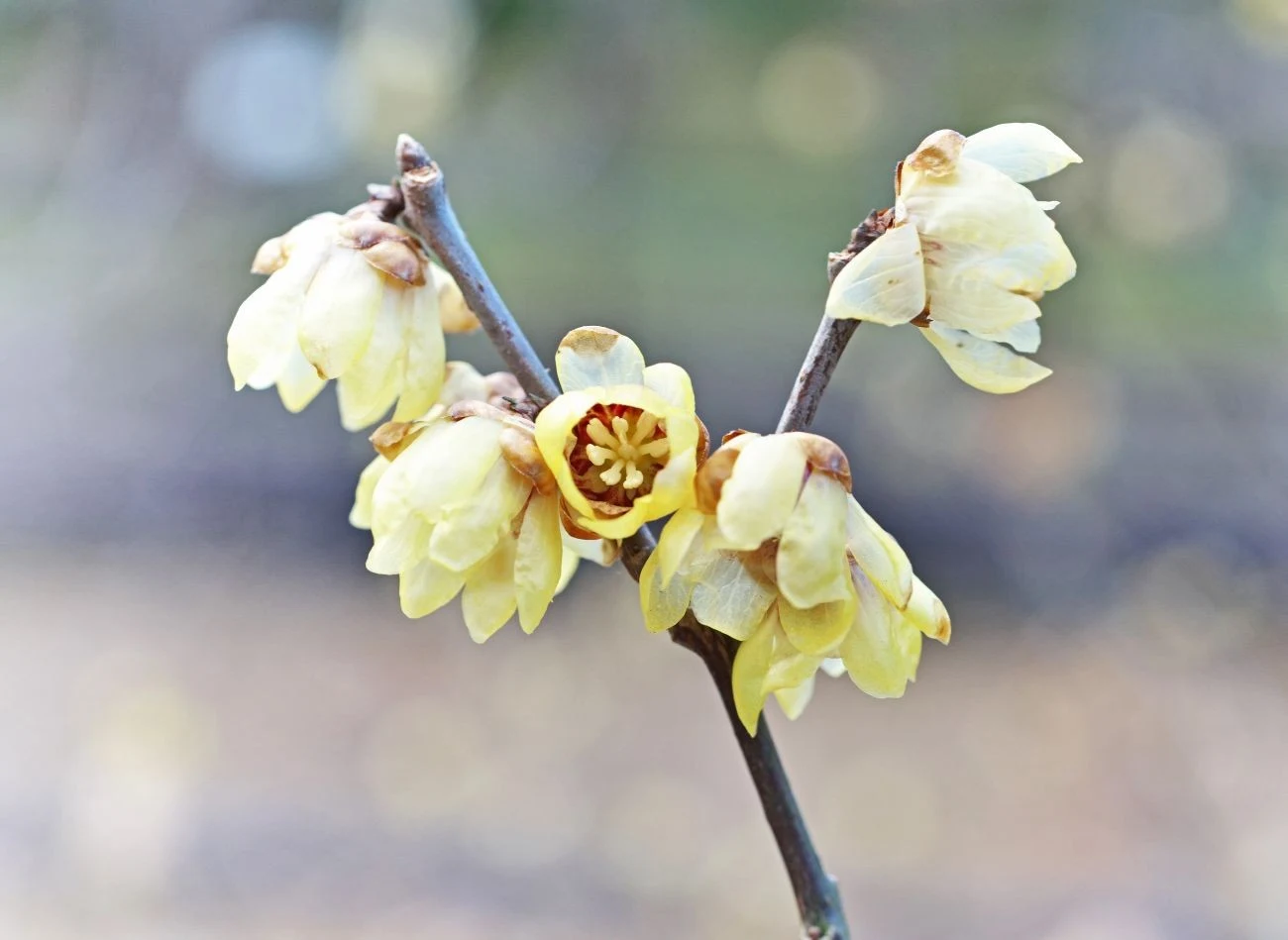 Zimokwiat wczesny ma efektowne, dwukolorowe kwiaty o przyjemnym, intensywnie słodkim zapachu