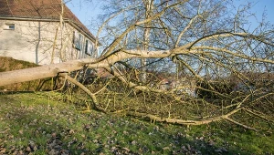 Wysokie drzewa w pobliżu domu mogą okazać się niebezpieczne. Szczególnie podczas burz i wichur.