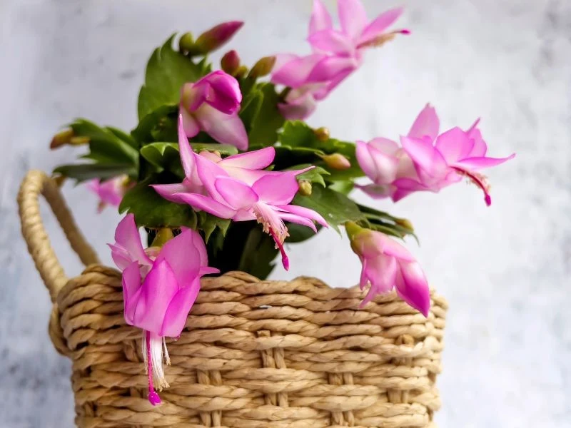 Okresy ciemności pobudzają grudnika do kwitnienia